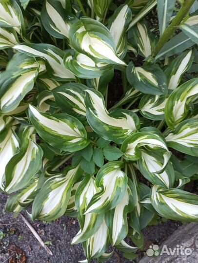 Ирис, хоста, астильба, ромашка, хелоне, мята