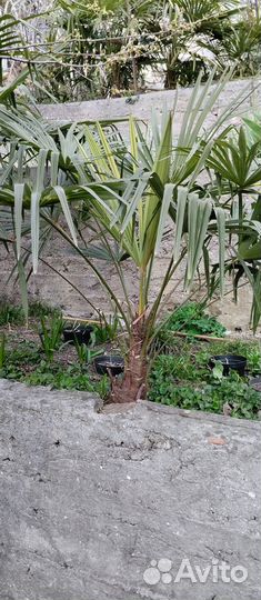 Пальма веерная