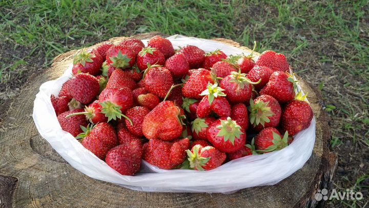 Клубника свежесорванная
