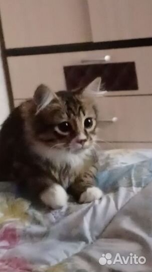 Отдам котёнка в добрые руки