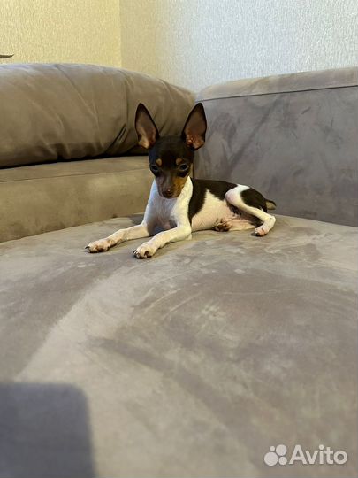 Той фокстерьер