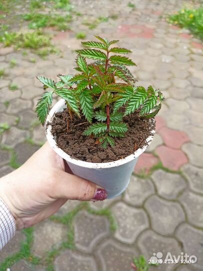 Норвежская малина