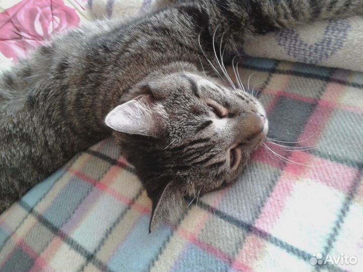 Котик (ласковый)