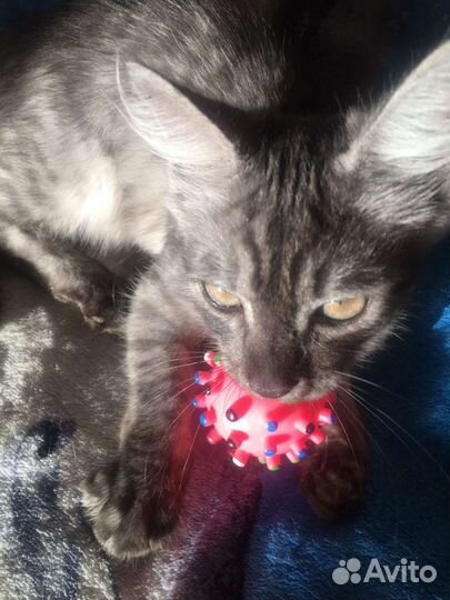 Котёнок мальчик 4-5 месяцев