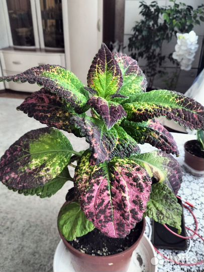 Колеус Аватар,бегонии, калерия