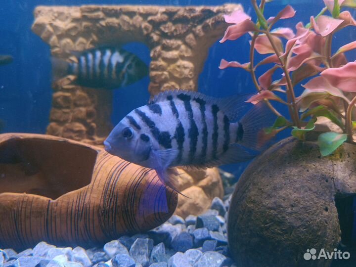 Цихлазома чернополосая малек