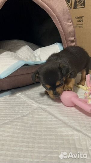 Той-терьер щенок