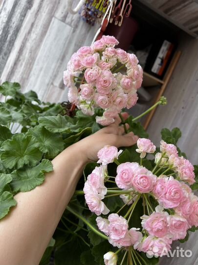 Пеларгония та-Эммануэль