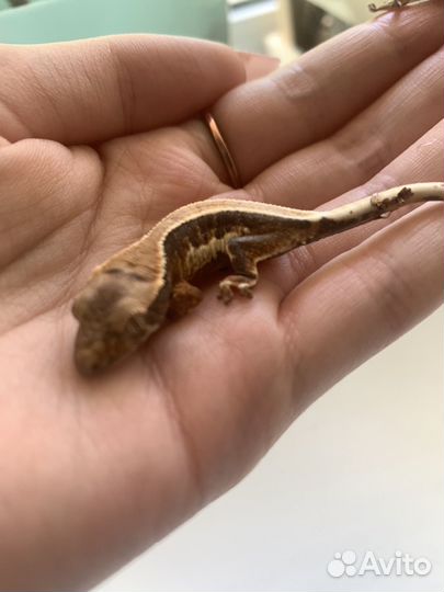 Реснитчатый бананоед