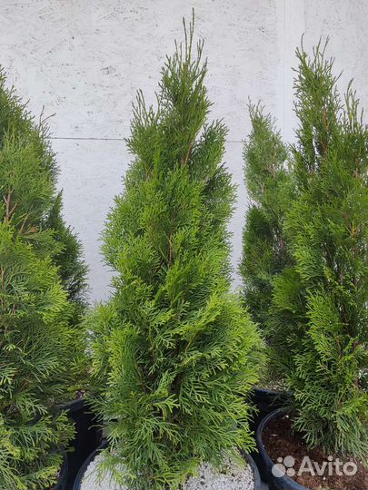 Туя западная Смарагд, туя Даника (шаровидная)