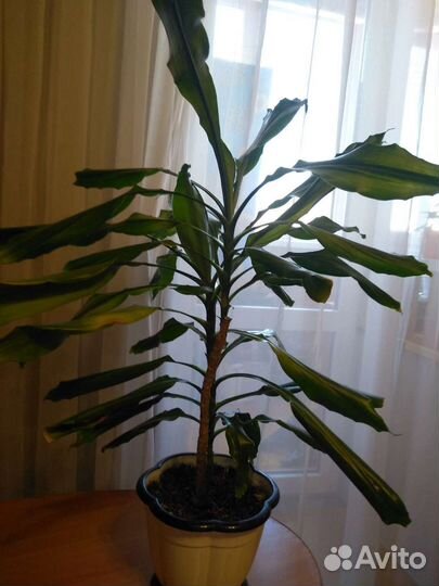 Драцена и другие