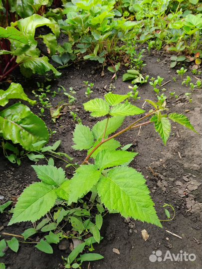 Ежевика бесшипная торнфри саженцы