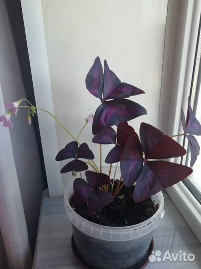 Кислица оксалис