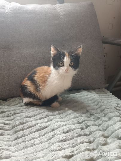 Кошка в дар бесплатно