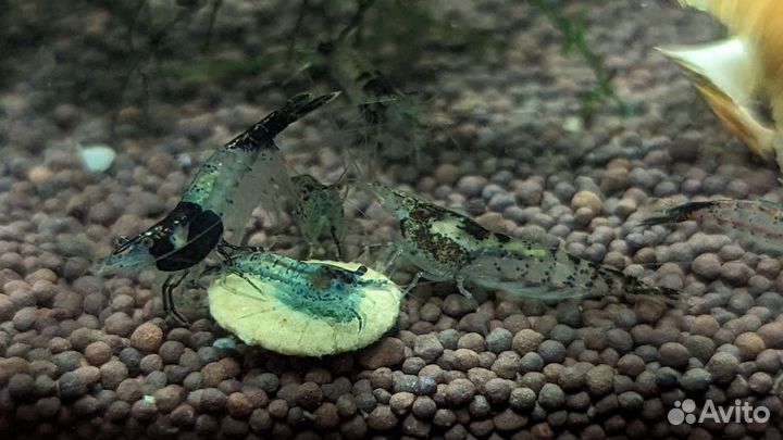 Аквариумные креветки