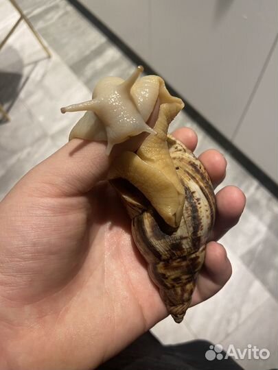 Улитка ахатина