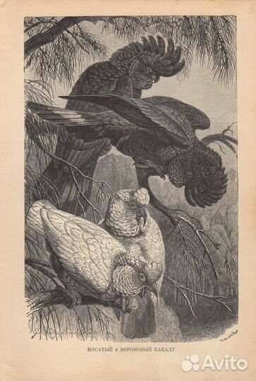 Гравюры. Птицы. Попугаи. 19 век