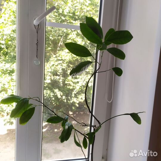 Комнатные растения лимон