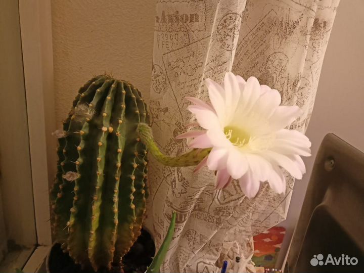 Суккуленты, толстянка. Кактус