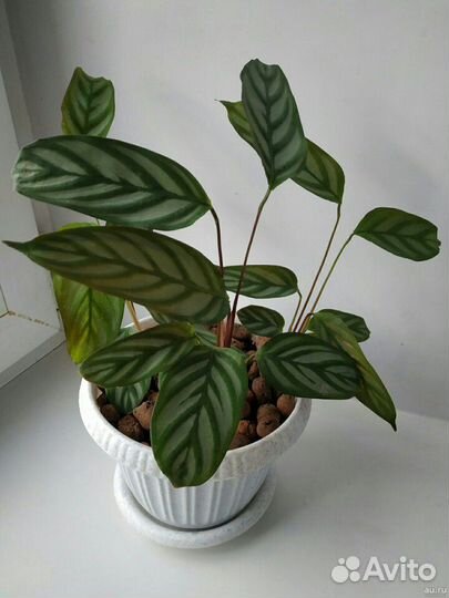 Белый декабрист, калатея, фикус