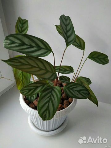 Белый декабрист, калатея, фикус