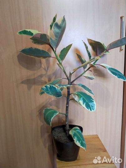 Фикус тенике