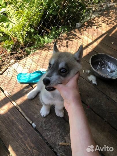 Сибирский хаски