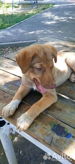 Томочка, 4 месяца (с видео)