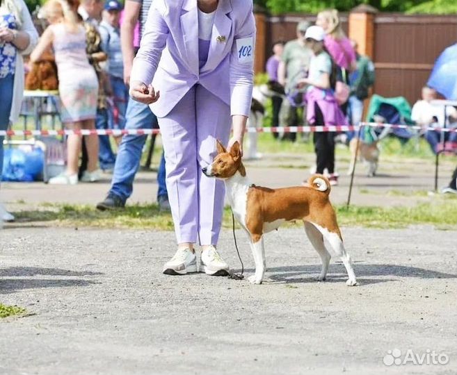 Щенки басенджи