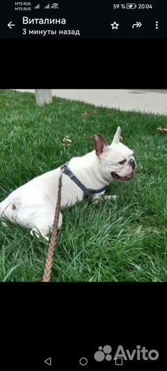 Французский бульдог щенки