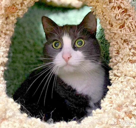 Кот Кайон с белой манишкой