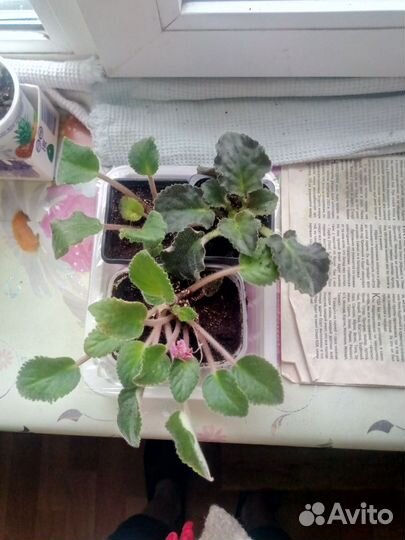 Домашние цветы разные