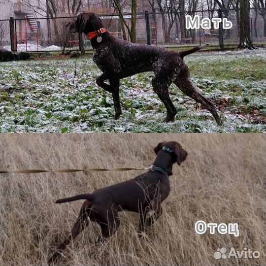 Щенок курцхаара