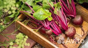 Свекла оптом