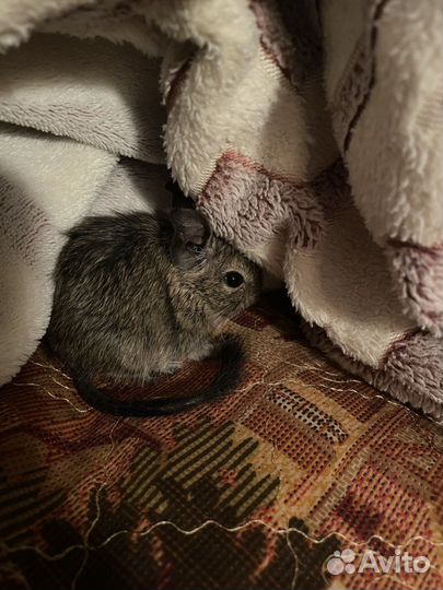 Белки дегу(детеныши)