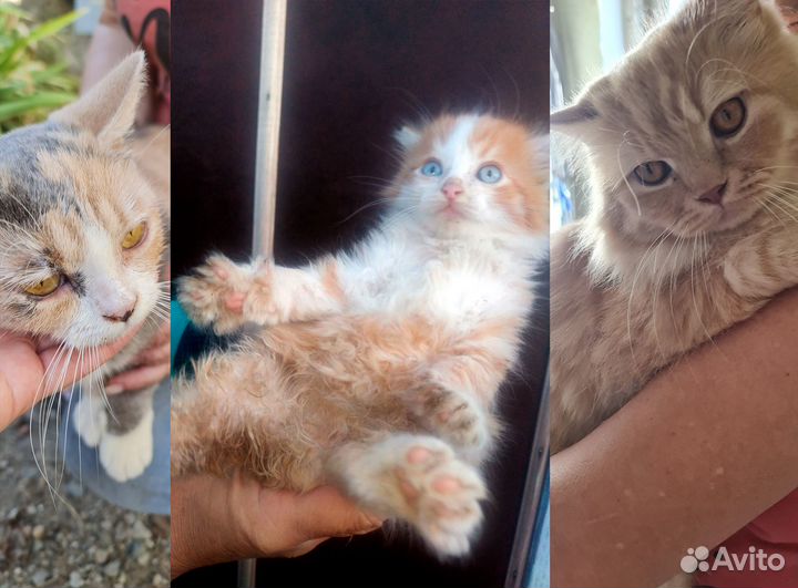Котятки в добрые руки