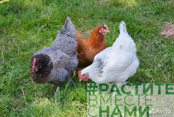 Комбикорм для кур-несушек