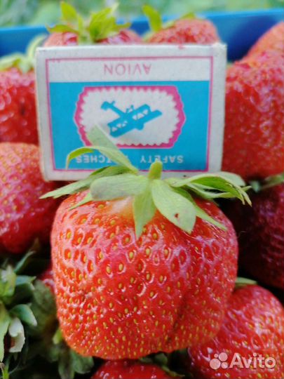 Рассада клубники и земклуники Купчиха