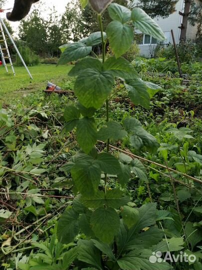 Саженцы малины ежевики садовая ромашка рудбекия