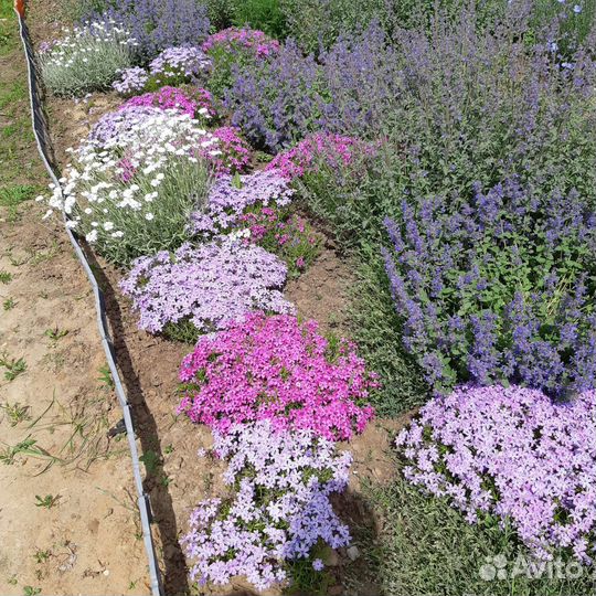 Цветы многолетние садовые