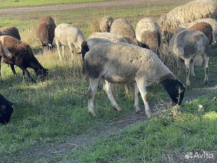 Бараны на племя - дорпер 100 и 93,75 процентный