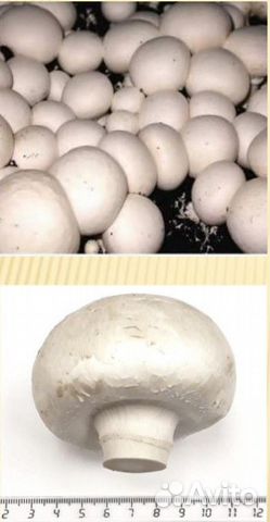 Мицелий зерновой шампиньонов штамм Р508