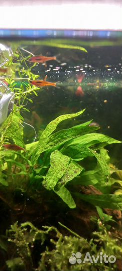 Аквариумные рыбки