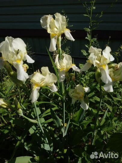 Ретро ирисы