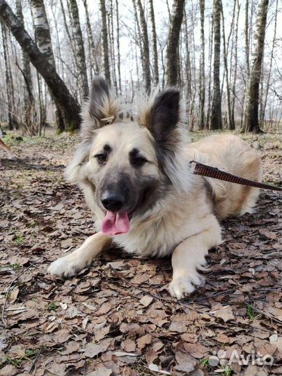 Бельгийская овчарка