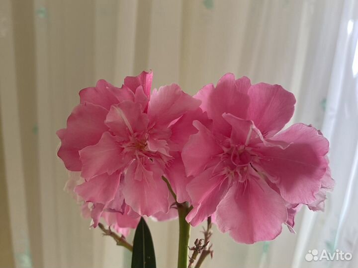 Олеандр махровый