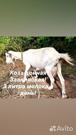 Коза нубийская