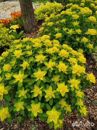 Молочай многоцветковый