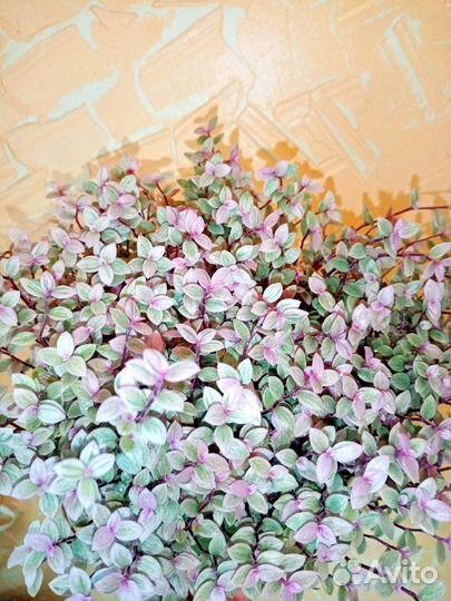 Каллизия пинк пантера