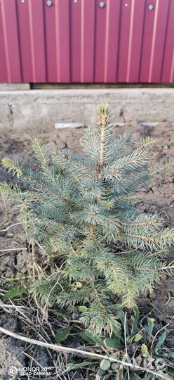 Саженцы ель голубая Мэджик Блю